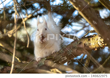 Snow fairy: an albino white Ezo squirrel Snow fairy: an albino white Ezo squirrel 140822975