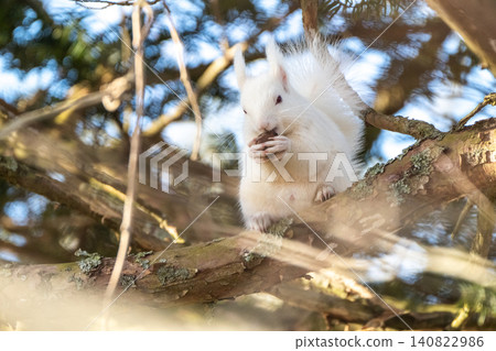 Snow fairy: an albino white Ezo squirrel Snow fairy: an albino white Ezo squirrel 140822986