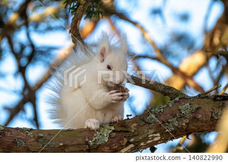 Snow fairy: an albino white Ezo squirrel Snow fairy: an albino white Ezo squirrel 140822990
