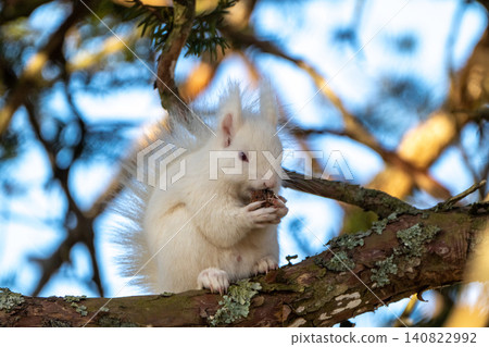 Snow fairy: an albino white Ezo squirrel Snow fairy: an albino white Ezo squirrel 140822992