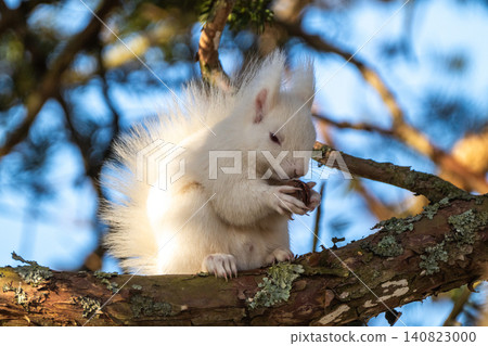 Snow fairy: an albino white Ezo squirrel 140823000