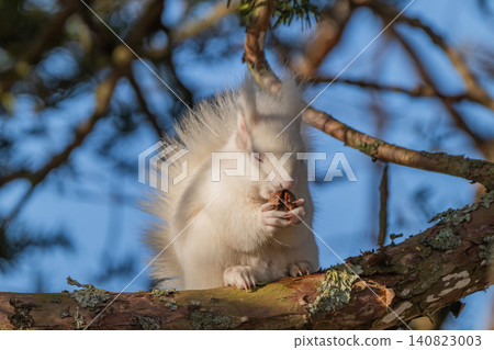 Snow fairy: an albino white Ezo squirrel Snow fairy: an albino white Ezo squirrel 140823003