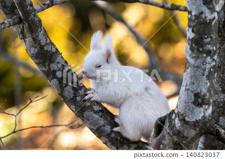 Snow fairy: an albino white Ezo squirrel Snow fairy: an albino white Ezo squirrel 140823037