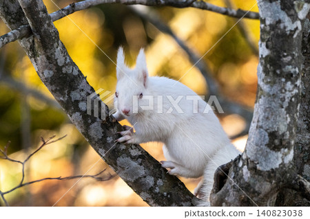 Snow fairy: an albino white Ezo squirrel 140823038