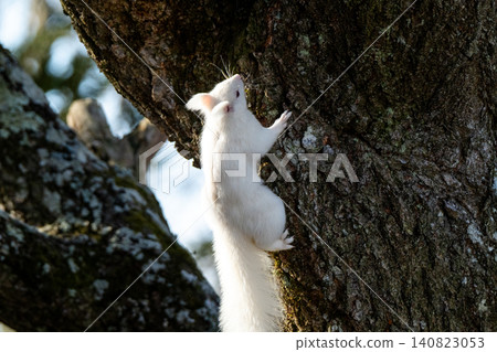 Snow fairy: an albino white Ezo squirrel 140823053