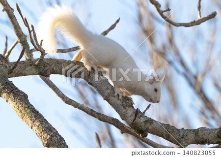 Snow fairy: an albino white Ezo squirrel Snow fairy: an albino white Ezo squirrel 140823055