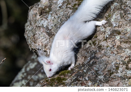 Snow fairy: an albino white Ezo squirrel Snow fairy: an albino white Ezo squirrel 140823071