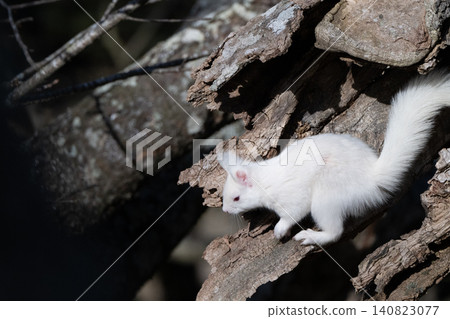Snow fairy: an albino white Ezo squirrel Snow fairy: an albino white Ezo squirrel 140823077