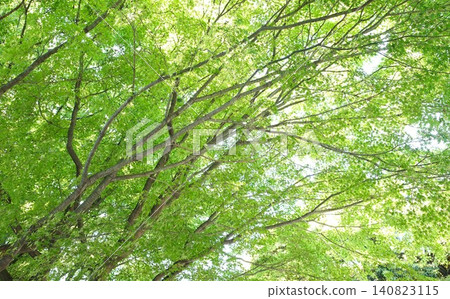 新鮮的綠色在公園裡 新鮮的綠色在公園裡 140823115