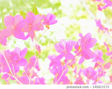 清晨陽光下,紫色的杜鵑花呈現出半透明的質感(afw 20260528072331) 清晨陽光下,紫色的杜鵑花呈現出半透明的質感(afw 20260528072331) 140823172