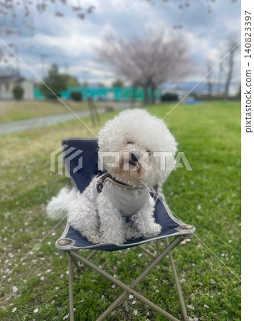 A white Bichon Frise sitting on a chair in a spring park. A white Bichon Frise sitting on a chair in a spring park. 140823397