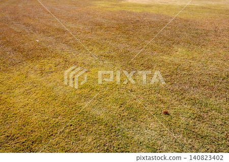 Winter-withered grass texture 140823402