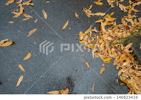 Autumn leaves scattered on the rain-soaked road surface. 140823419