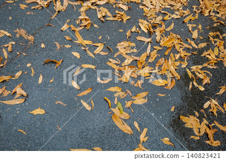 秋雨過後,濕漉漉的落葉散落在道路上,構成了一幅美麗的秋日景象。 秋雨過後,濕漉漉的落葉散落在道路上,構成了一幅美麗的秋日景象。 140823421
