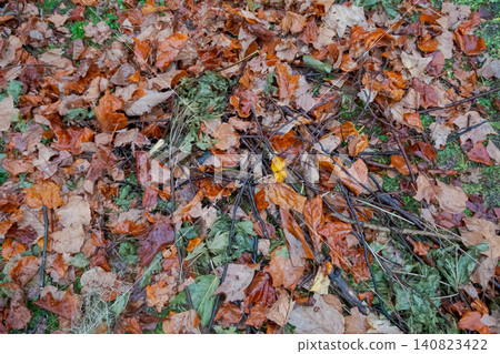The texture of the ground is a mix of rain-soaked fallen leaves and dead branches. 140823422