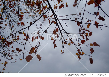 The silhouettes of autumn-colored tree branches spread across a gray, cloudy sky. The silhouettes of autumn-colored tree branches spread across a gray, cloudy sky. 140823424