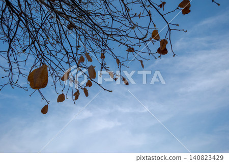 Branches of deciduous trees in winter, with withered leaves remaining against a blue sky. Branches of deciduous trees in winter, with withered leaves remaining against a blue sky. 140823429