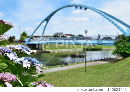 The Fureai Bridge can be seen through the hydrangeas blooming along the old Nakagawa River. The Fureai Bridge can be seen through the hydrangeas blooming along the old Nakagawa River. 140823441