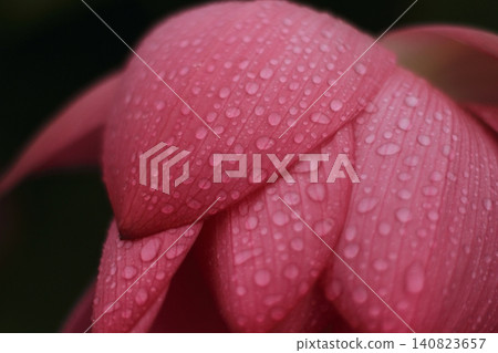 粉紅色 140823657