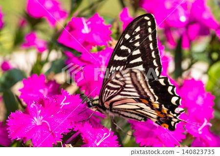 A swallowtail butterfly sucking nectar from an azalea flower A swallowtail butterfly sucking nectar from an azalea flower 140823735