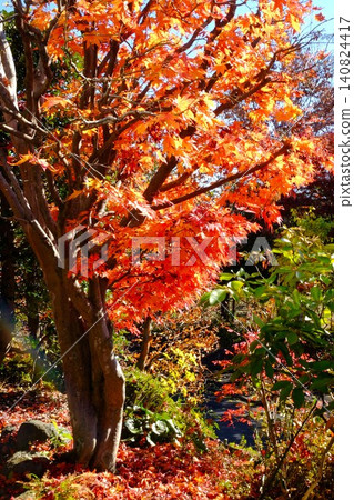 [Kanagawa Prefecture] Autumn leaves 140824417