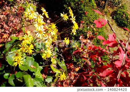 [Kanagawa Prefecture] Farfugium japonicum flowers and Euonymus alatus autumn leaves 140824420