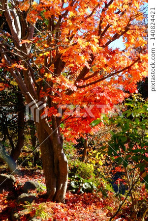 [Kanagawa Prefecture] Autumn leaves of maple trees 140824421