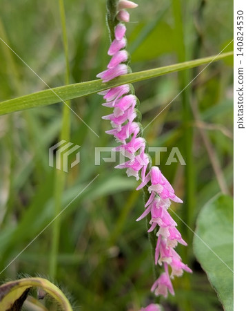 紫菀花的粉紅小花:夏日景象 紫菀花的粉紅小花:夏日景象 140824530