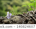 Pale purple paulownia flowers 140824607