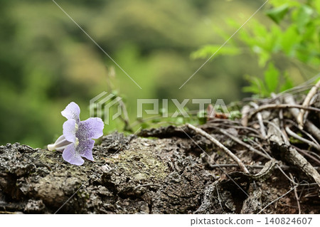 Pale purple paulownia flowers Pale purple paulownia flowers 140824607