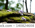 Pale purple paulownia flowers 140824608