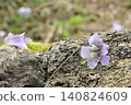Pale purple paulownia flowers 140824609