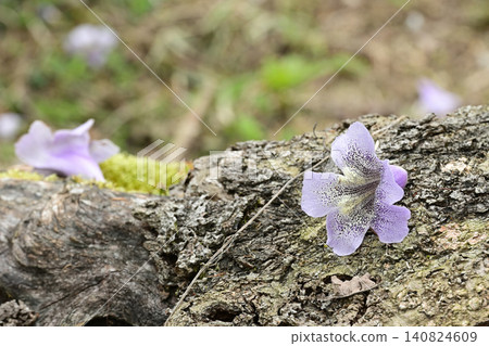 淡紫色泡桐花 淡紫色泡桐花 140824609