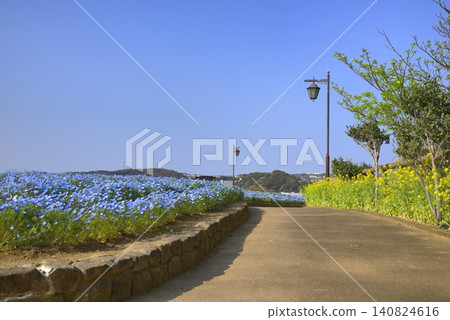 [神奈川]橫須賀久里濱花卉公園Nemophila 140824616