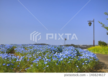 [神奈川]橫須賀久里濱花卉公園Nemophila 140824617