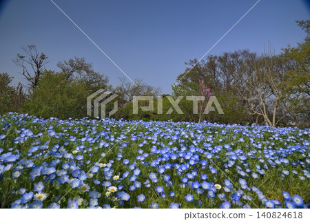 [神奈川]橫須賀久里濱花卉公園Nemophila 140824618