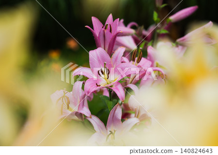Pink lilies after the rain, soft light and raindrops Pink lilies after the rain, soft light and raindrops 140824643