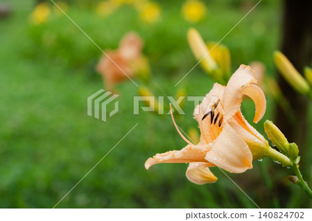 夏日花園裡淡橙色的百合花和水滴 夏日花園裡淡橙色的百合花和水滴 140824702