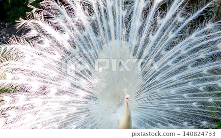 White peacock White peacock 140824733