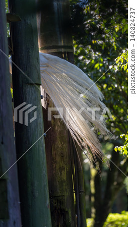 White peacock White peacock 140824737