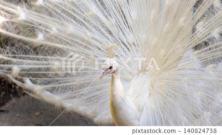 White peacock White peacock 140824738