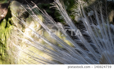White peacock White peacock 140824739