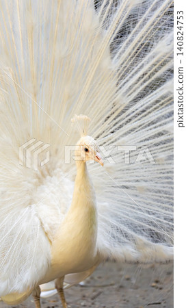 White peacock White peacock 140824753