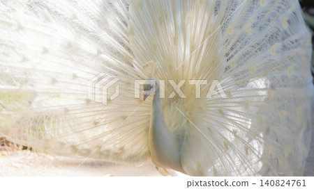 White peacock White peacock 140824761