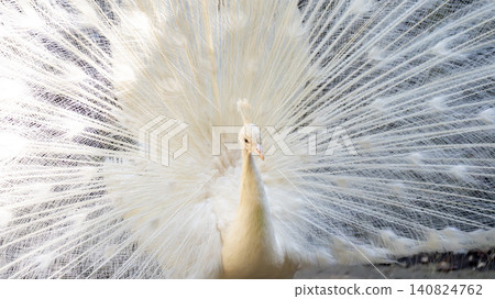 White peacock White peacock 140824762