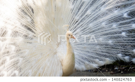 White peacock White peacock 140824763