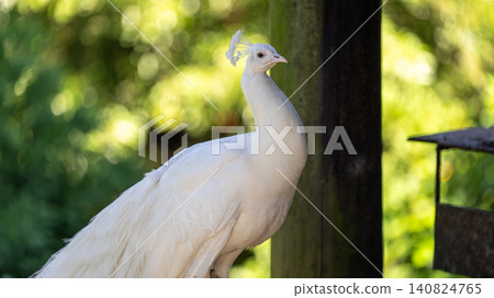 White peacock White peacock 140824765