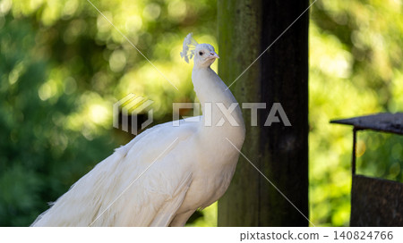 White peacock White peacock 140824766