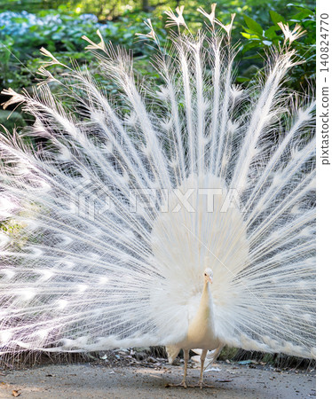 White peacock White peacock 140824770