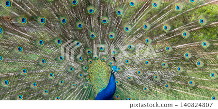 Peacock Peacock 140824807